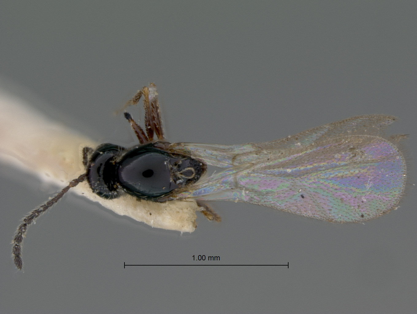 Aporeucoela fuscipes image