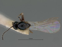 Aporeucoela fuscipes image