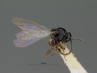 Aporeucoela fuscipes image