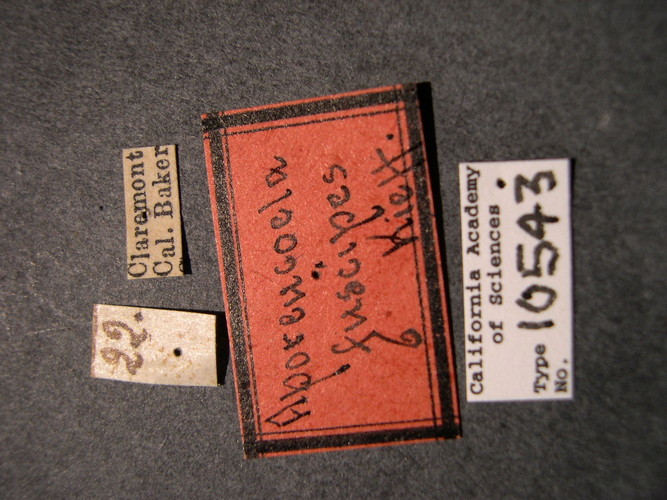 Aporeucoela fuscipes image