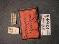 Aporeucoela fuscipes image