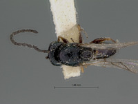 Eucoelidea fuscipes image
