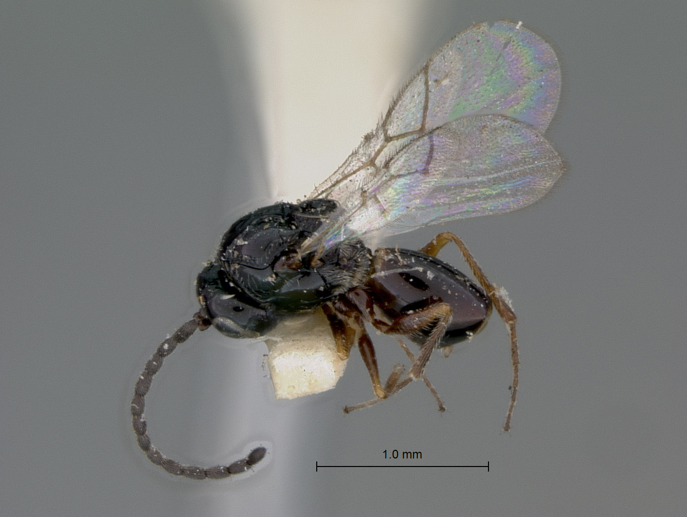 Eucoelidea fuscipes image