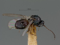 Ganaspis fuscipes image