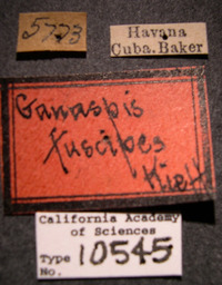 Image of Ganaspis fuscipes