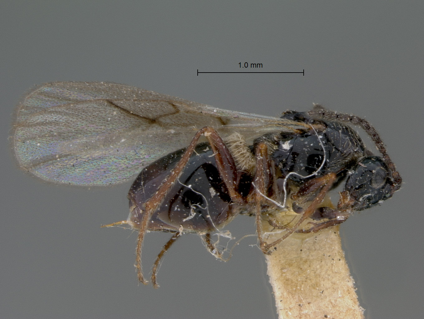 Cothonaspis fuscostriata image