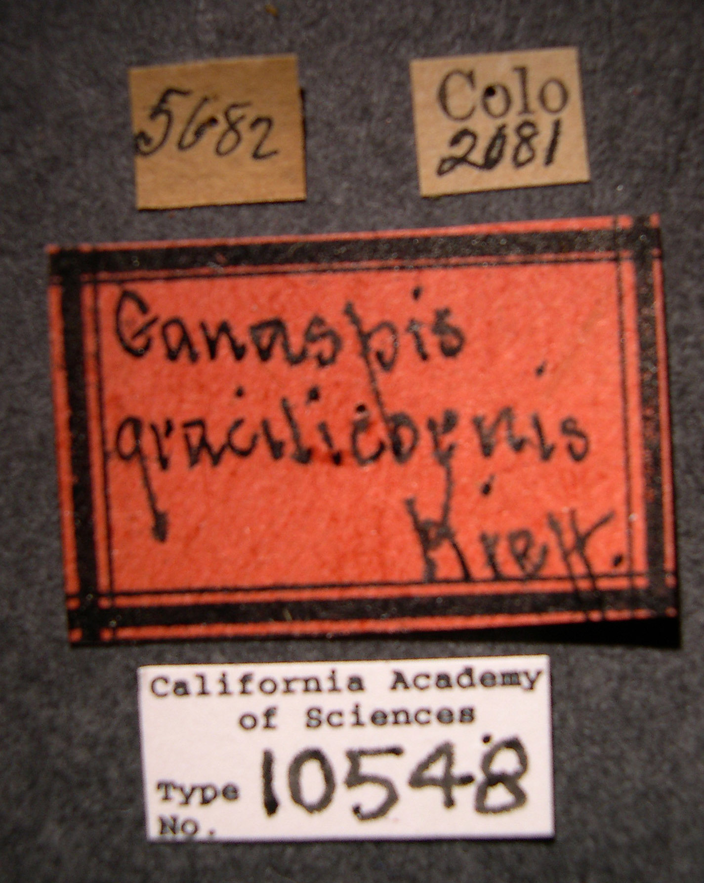 Ganaspis gracilicornis image