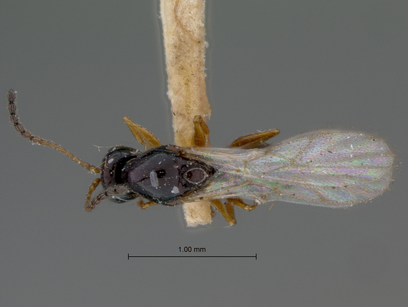 Ganaspis gracilicornis image