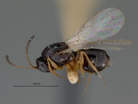 Ganaspis gracilicornis image
