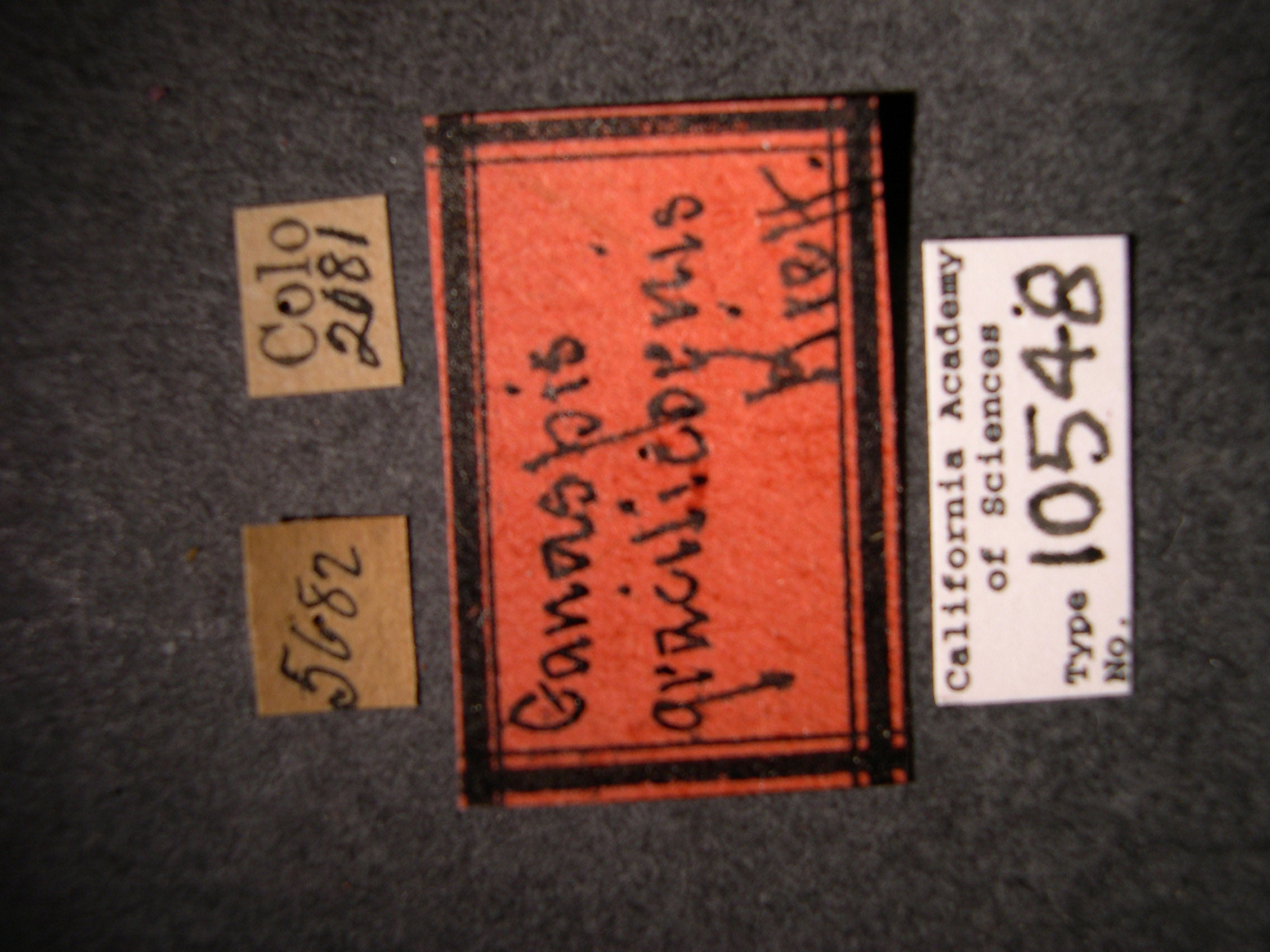 Ganaspis gracilicornis image