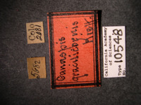 Ganaspis gracilicornis image