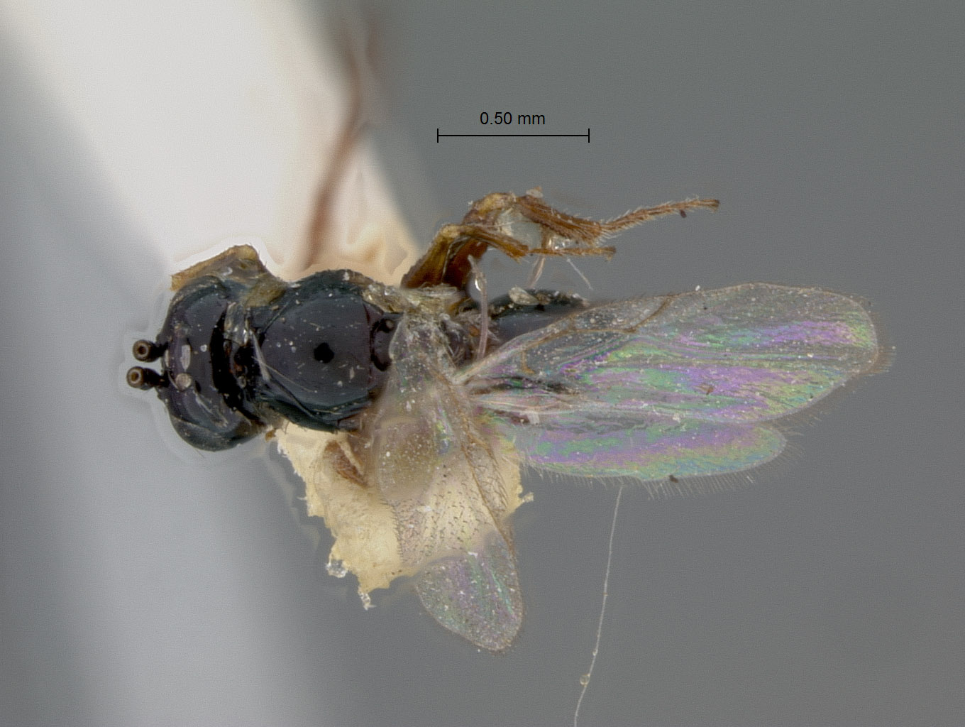 Cothonaspis guatemalensis image