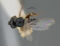 Cothonaspis guatemalensis image