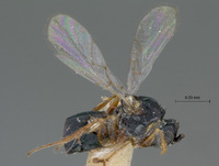 Cothonaspis guatemalensis image