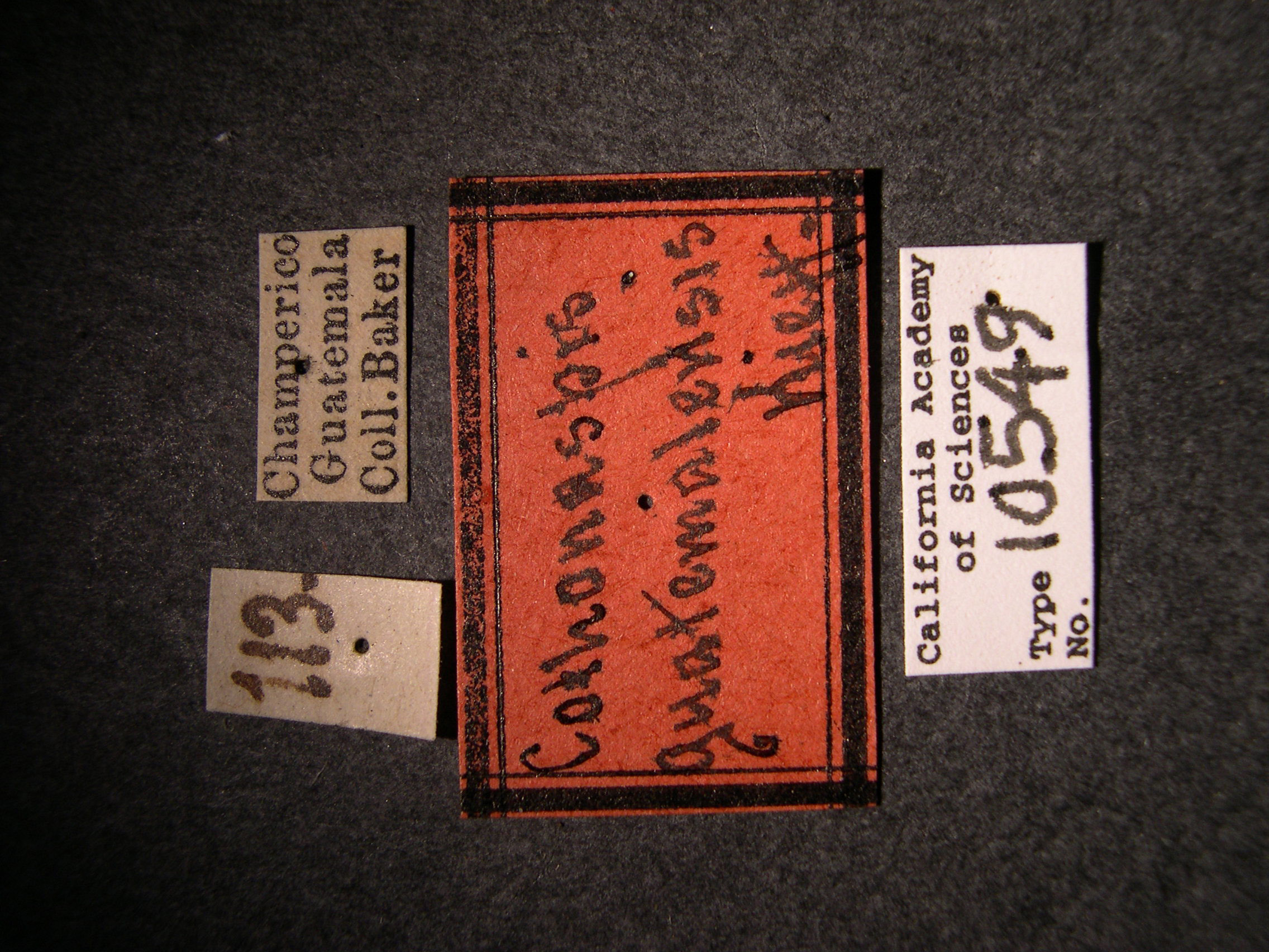 Cothonaspis guatemalensis image