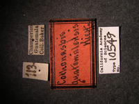 Cothonaspis guatemalensis image