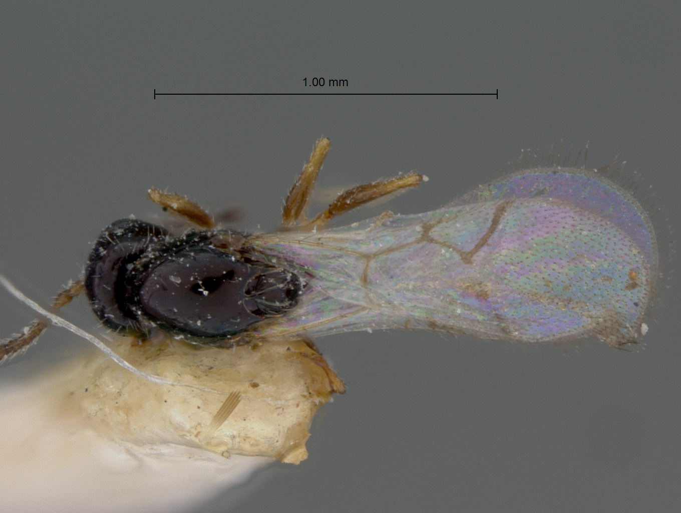 Cothonaspis havanensis image