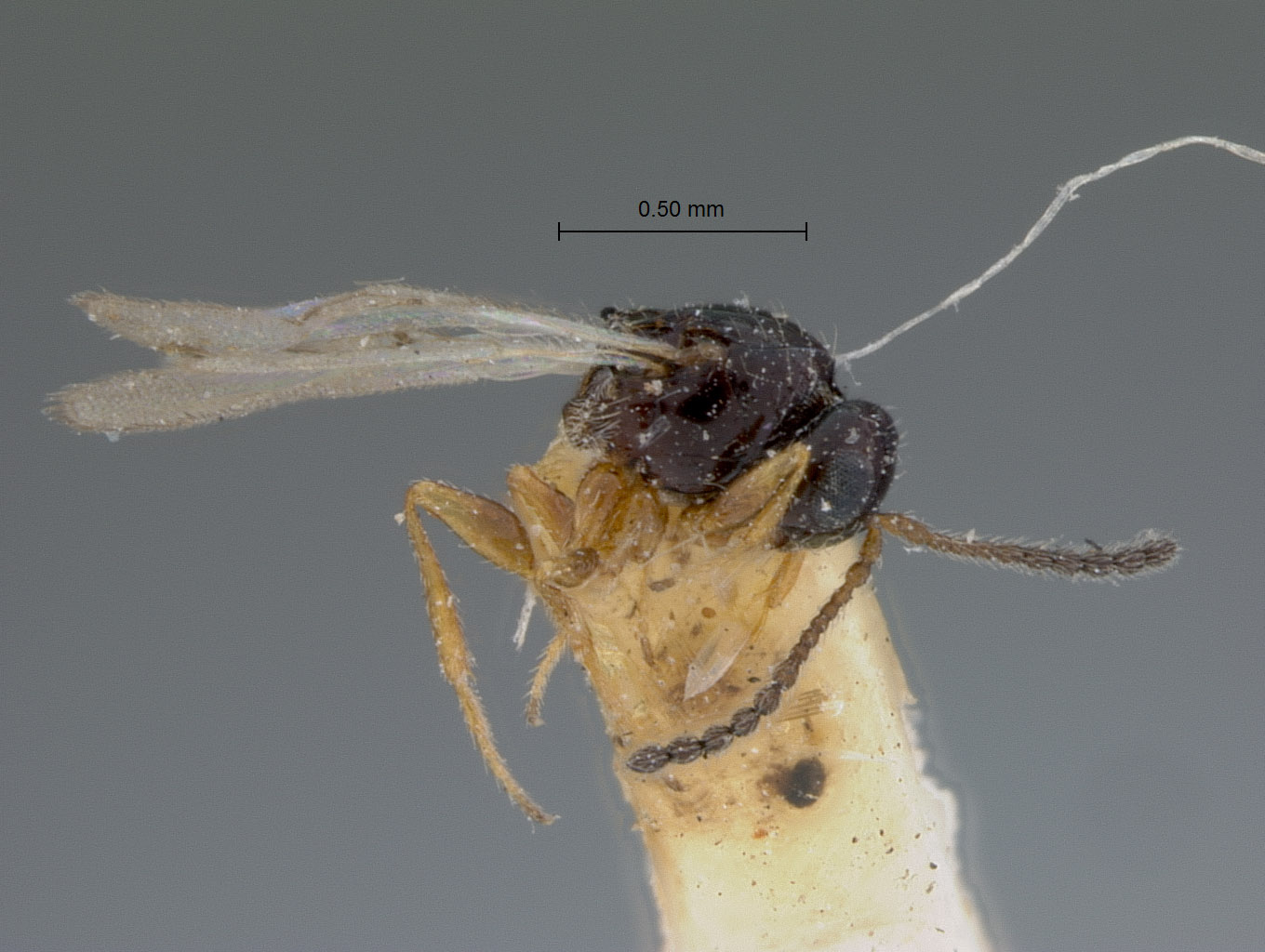 Cothonaspis havanensis image