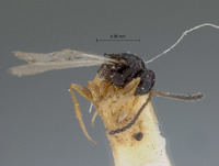 Cothonaspis havanensis image