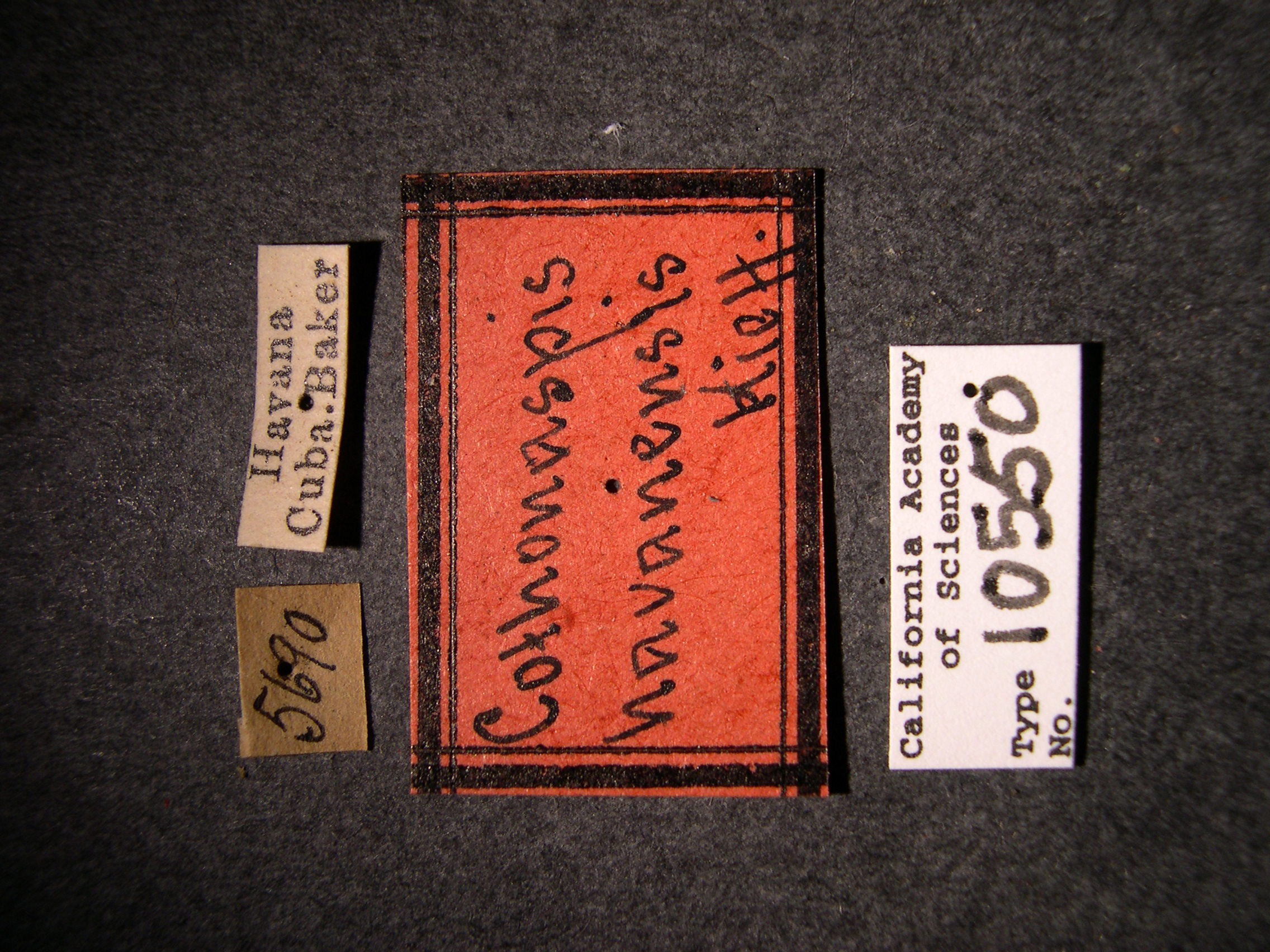 Cothonaspis havanensis image