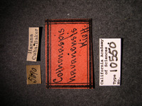 Cothonaspis havanensis image