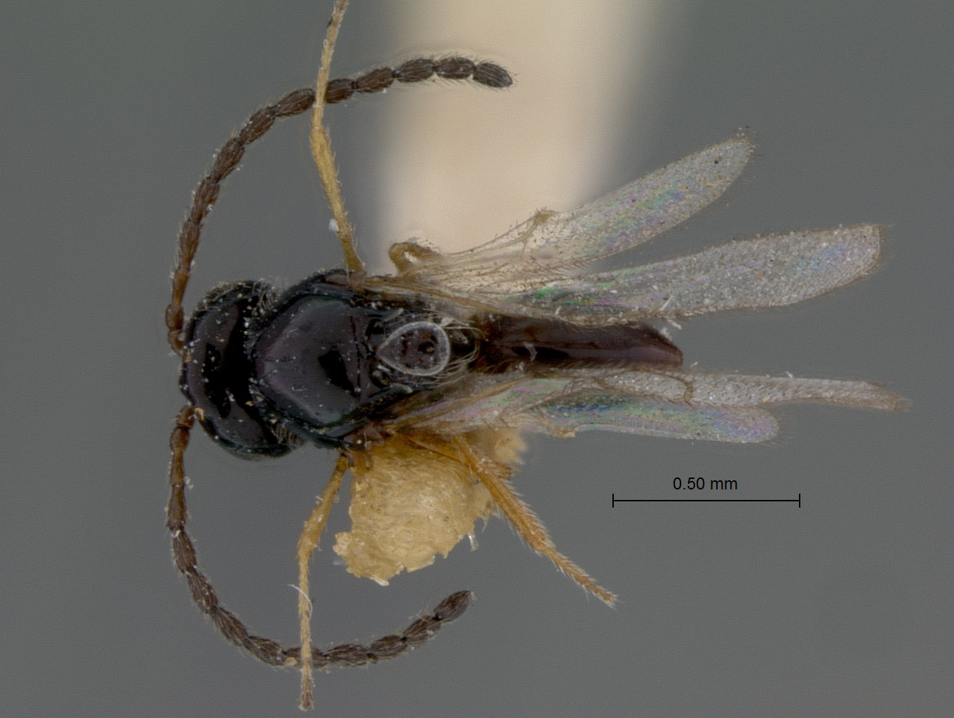 Rhabdeucoela incompleta image