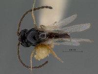 Rhabdeucoela incompleta image