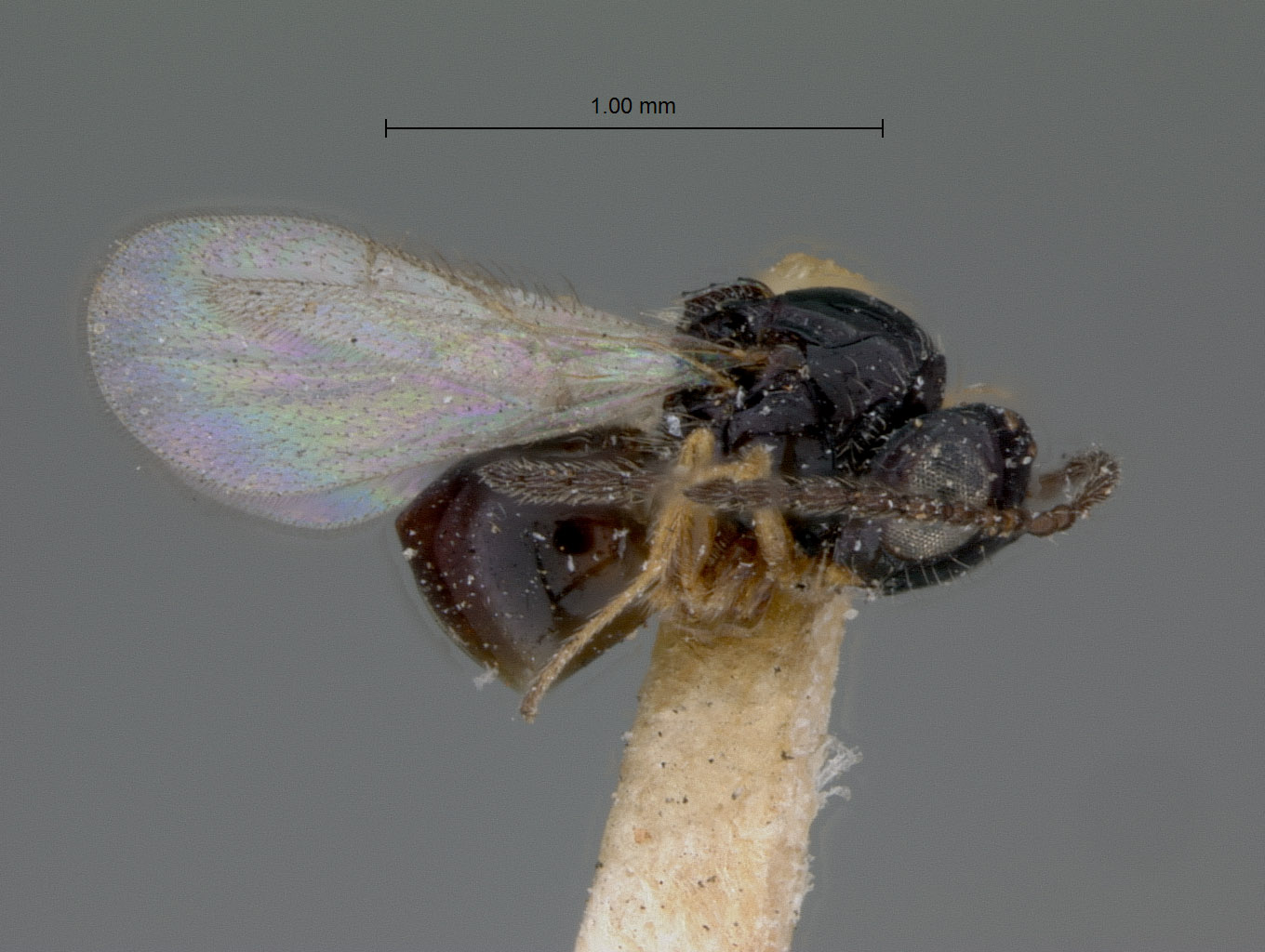 Rhabdeucoela incompleta image