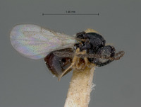 Rhabdeucoela incompleta image