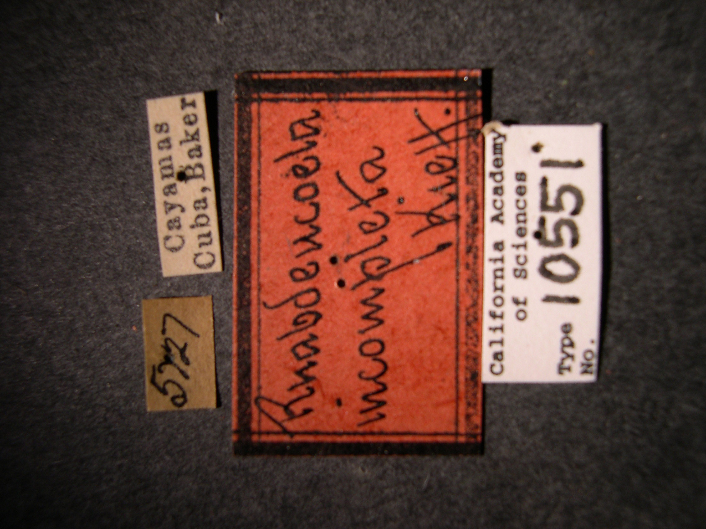 Rhabdeucoela incompleta image