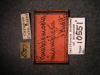 Rhabdeucoela incompleta image