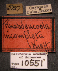 Image of Rhabdeucoela incompleta