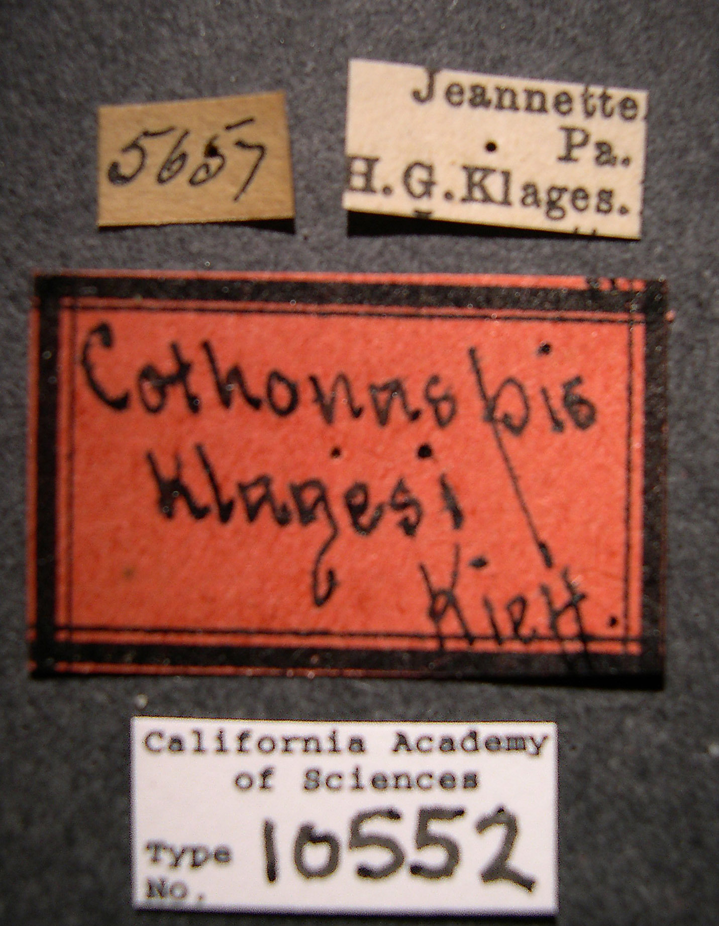 Cothonaspis klagesi image