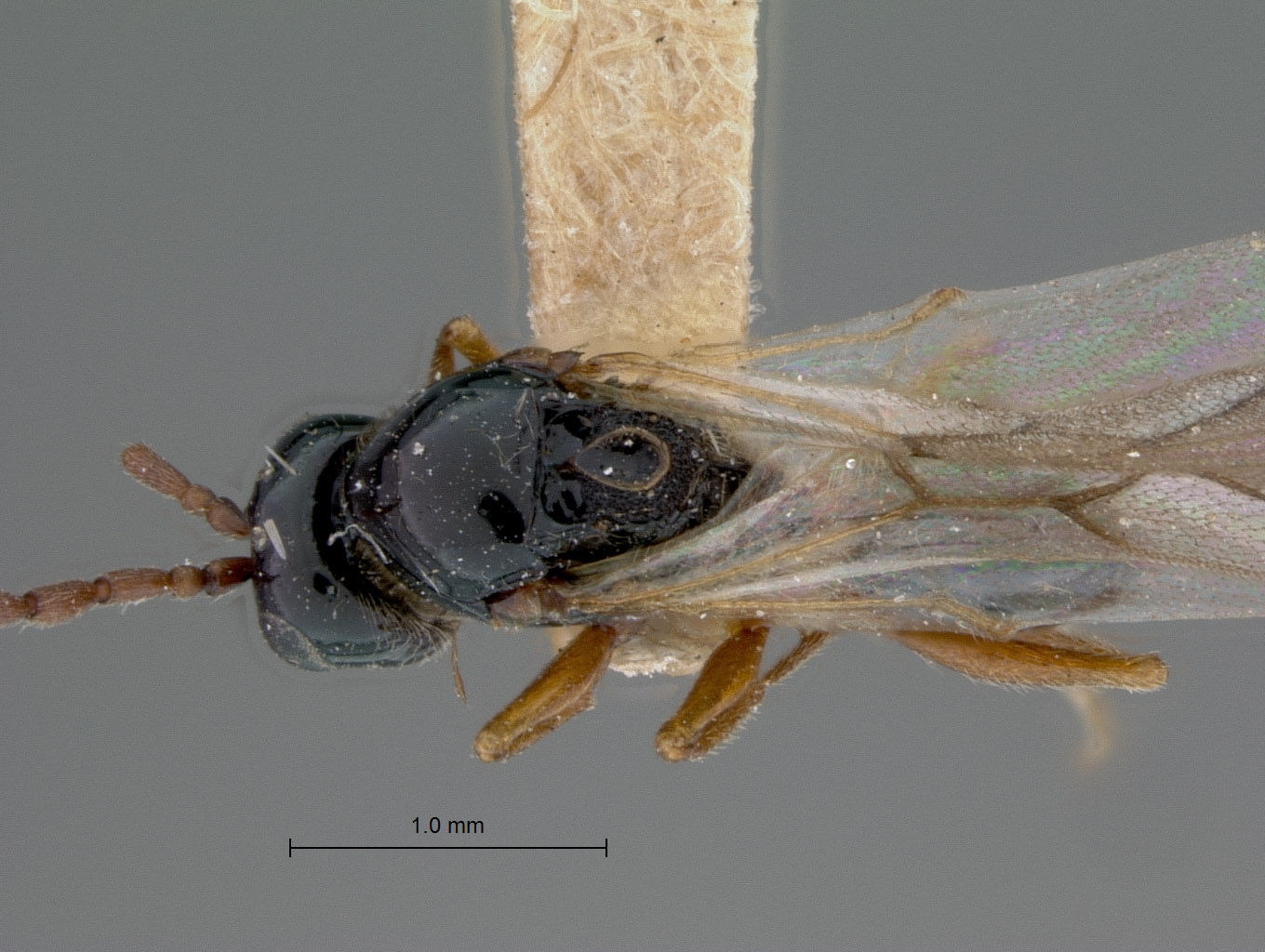 Cothonaspis klagesi image