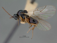 Cothonaspis klagesi image