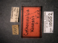 Cothonaspis klagesi image