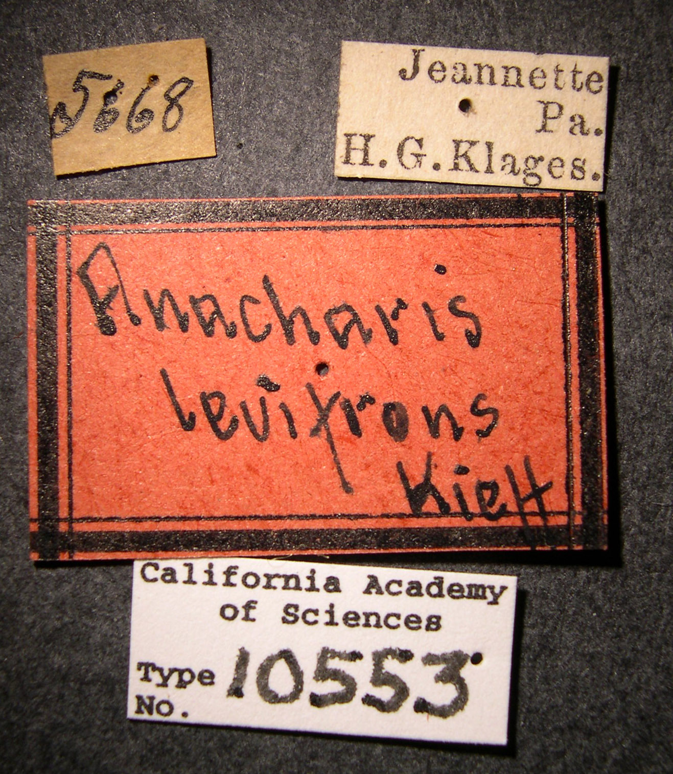 Anacharis levifrons image