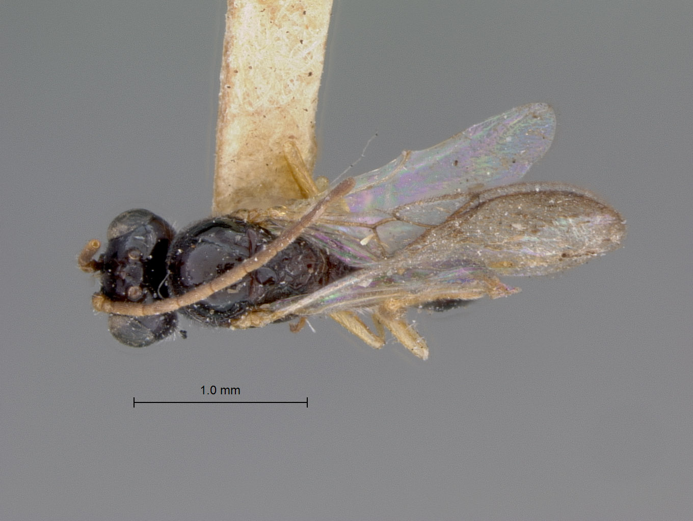 Anacharis levifrons image