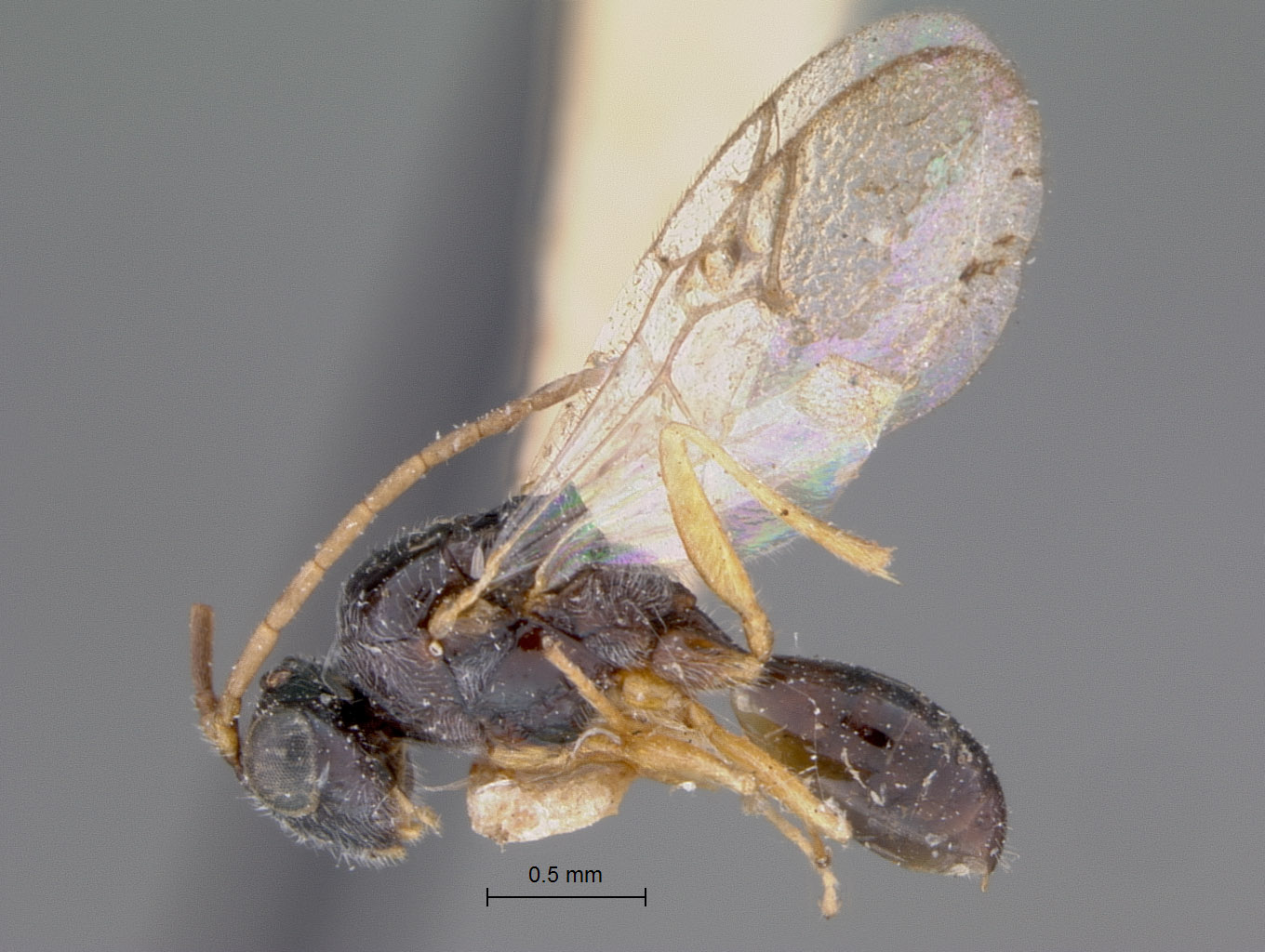 Anacharis levifrons image