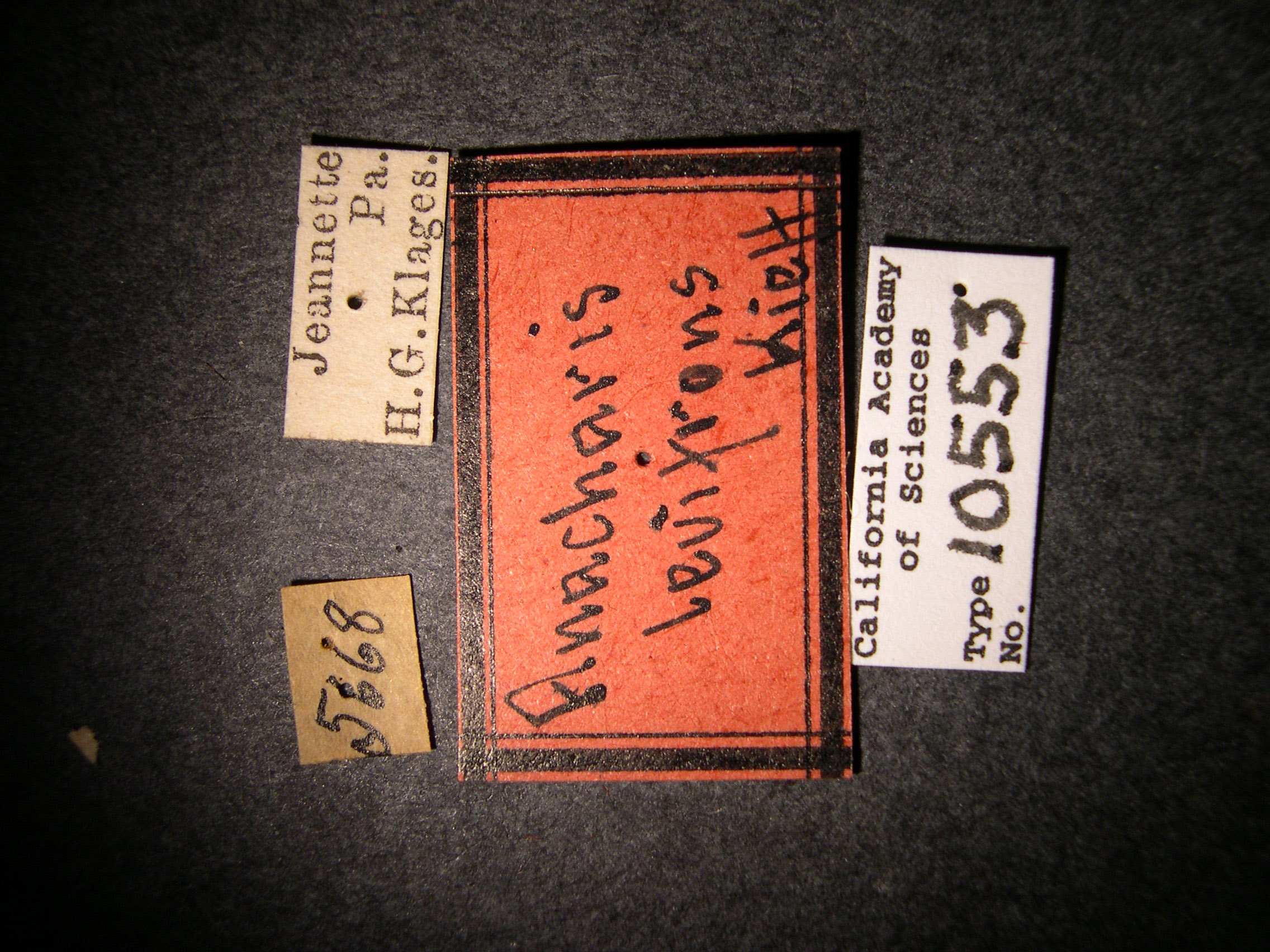 Anacharis levifrons image