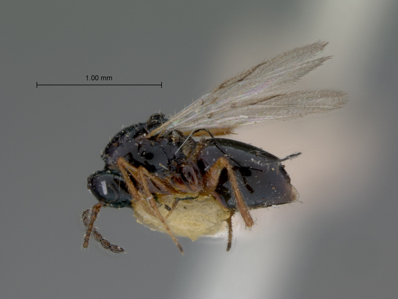 Ganaspis levifrons image