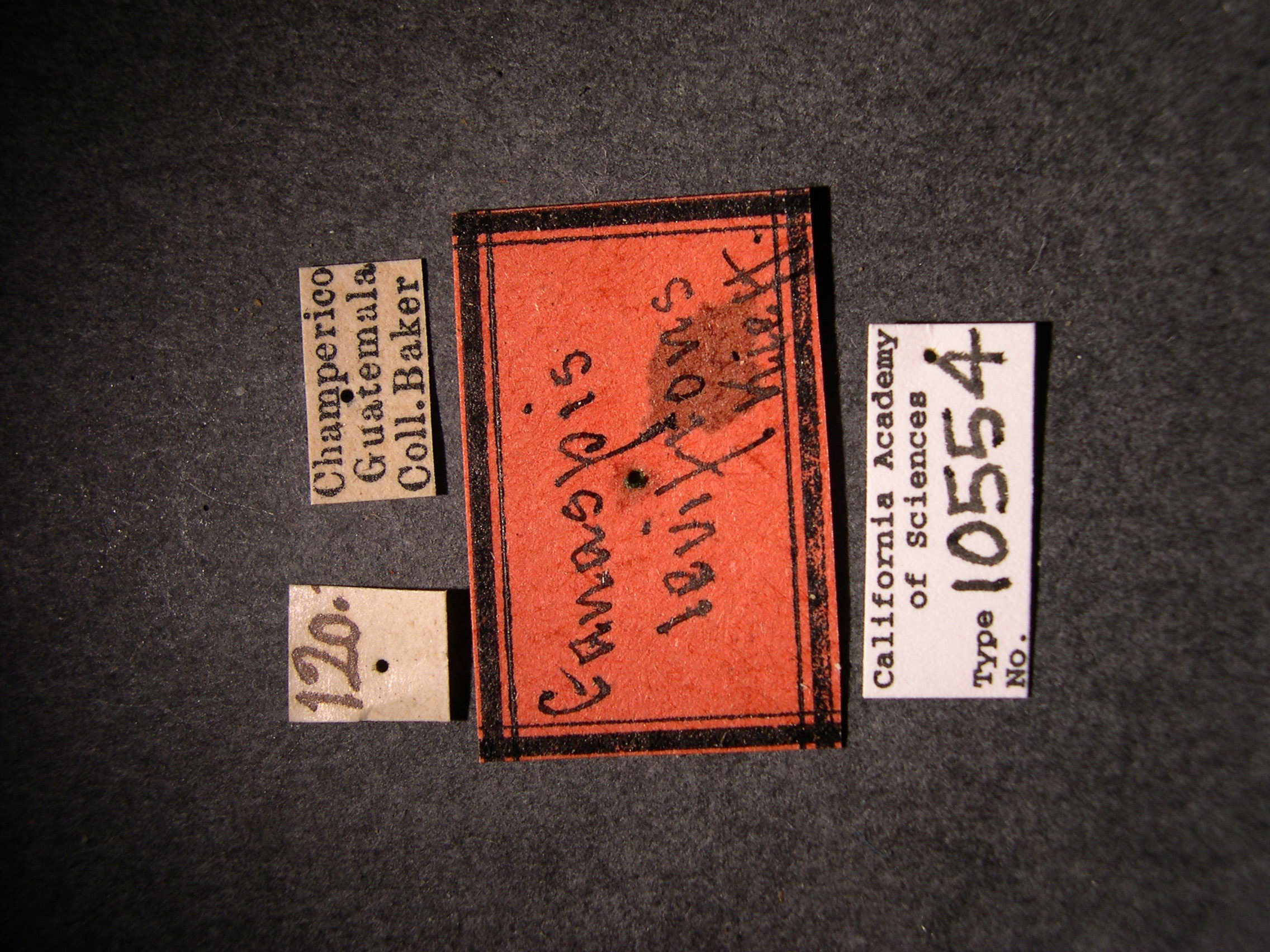 Ganaspis levifrons image