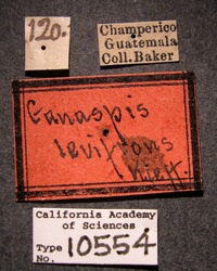 Image of Ganaspis levifrons