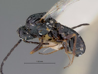 Image of Trischiza leviventris
