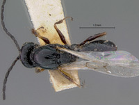 Xyalophora leviventris image