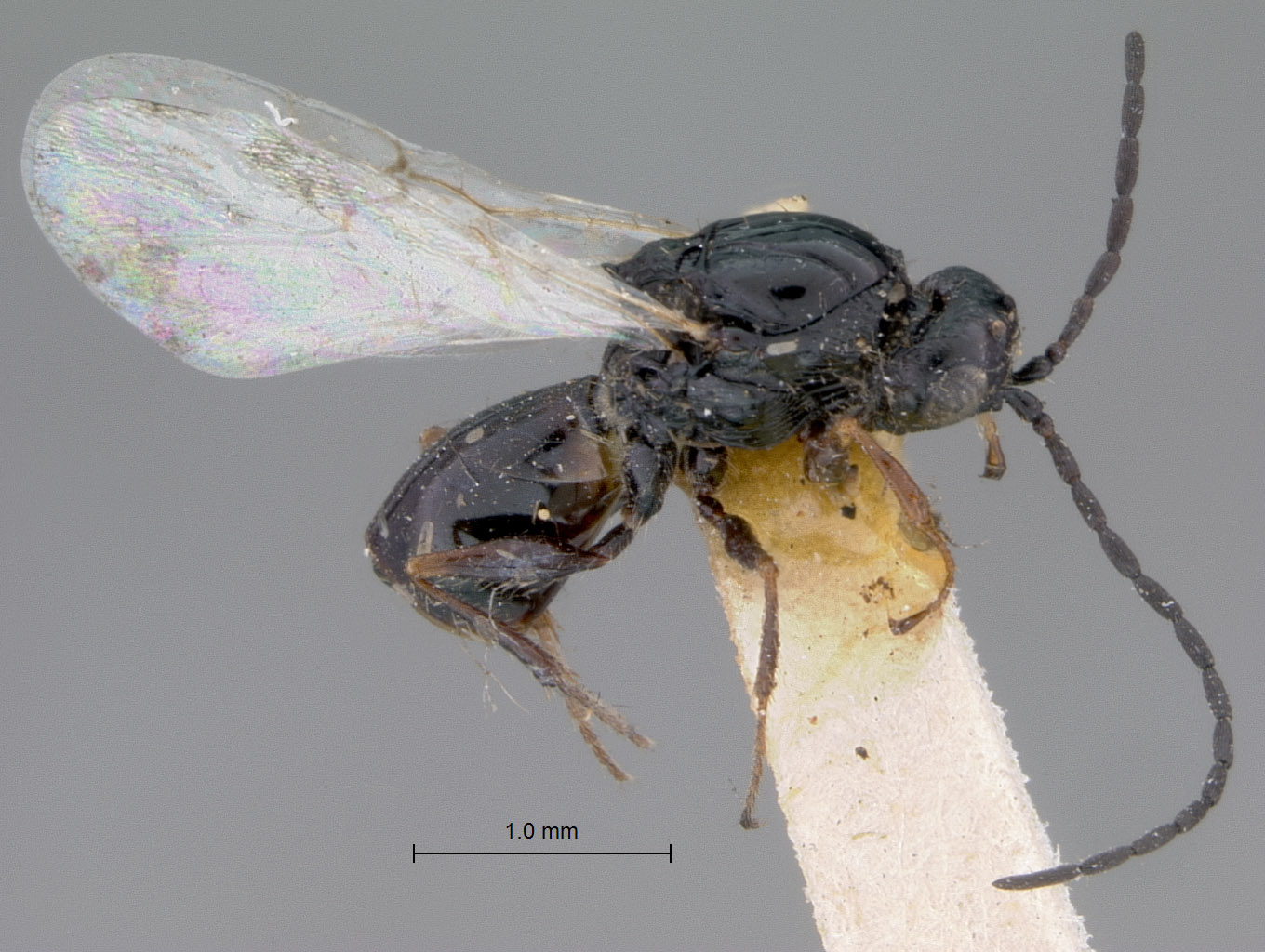 Xyalophora leviventris image