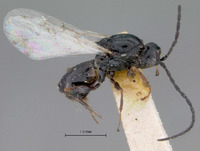 Image of Xyalophora leviventris