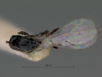 Kleidotoma lugens image