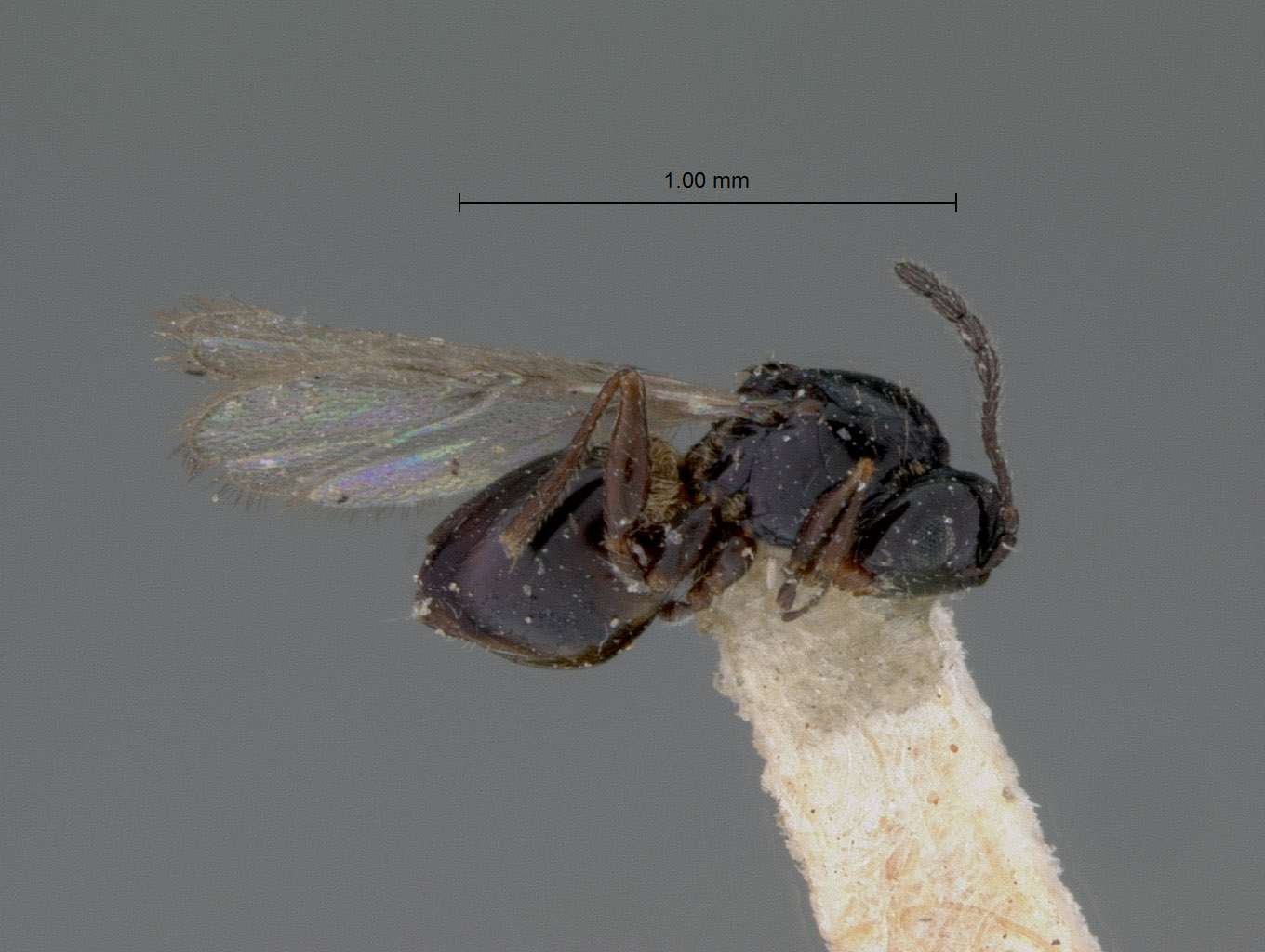 Kleidotoma lugens image