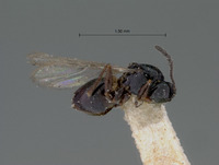 Kleidotoma lugens image